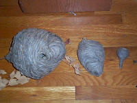 photo of some hornet nests; the one in the middle is from the aerial yellow jacket.