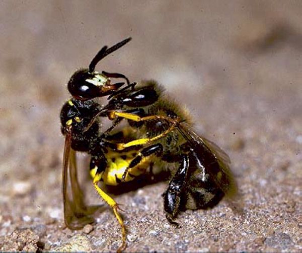 Weibchen des Bienenwolfs beim Lhmen einer Biene; Foto: Erhard Strohm