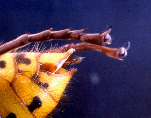 Detailansicht eines Hornissenstachels, Foto: Dr. Elmar Billig