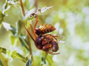 Hornisse beim Zerlegen einer erbeuteten Wildbiene; Foto: Frank Hornig