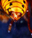 Яд шершней не более токсичен, чем пчелиный или яд ос.