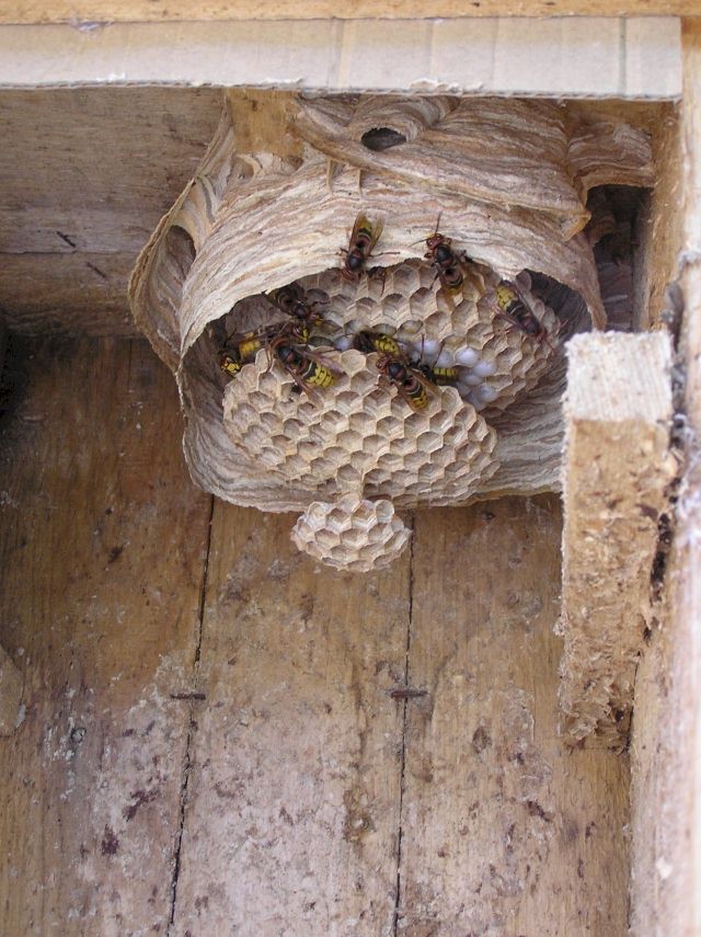 Das Nest am 06.07.08, sehr schöne Entwicklung; Foto: Robert Ripberger