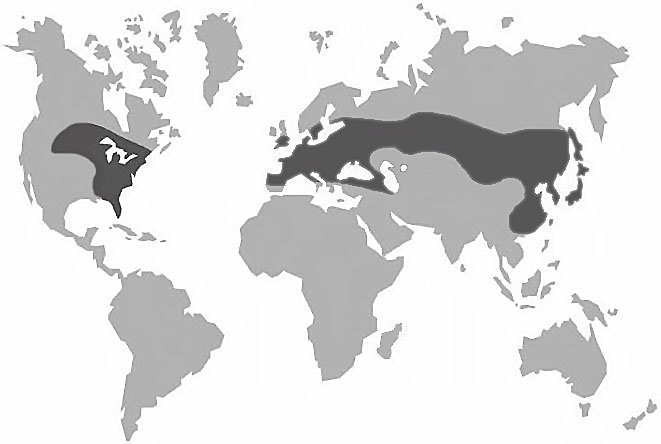Les frelons vivent dans une grande partie de l'Europe, mais jamais au-delà 
du 63ème paralèlle. On les rencontre également en Asie, aux Etats-Unis, au Canada 
et à Madagascar.