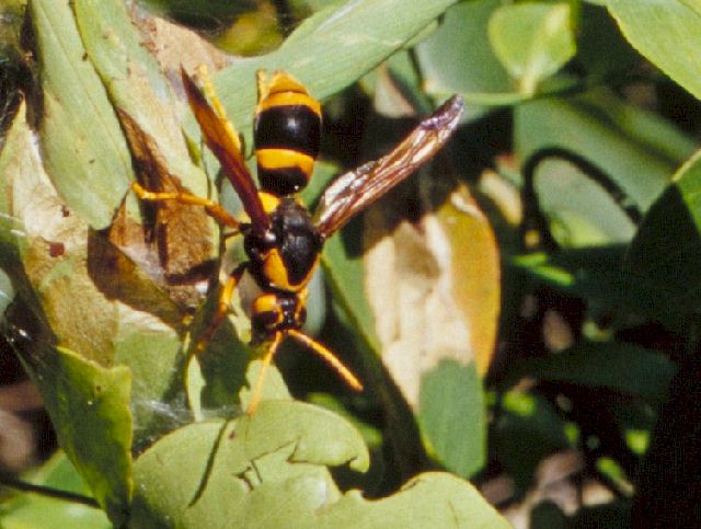 australian hornet