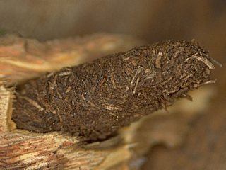 Kokon des Hornissen-Glasflüglers; Aegeria apiformis, engl. hornet moth