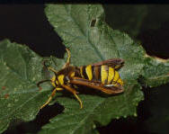 Hornissen-Glasflügler; Aegeria apiformis, engl. hornet moth